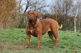 DOGUE DE BORDEAUX 167